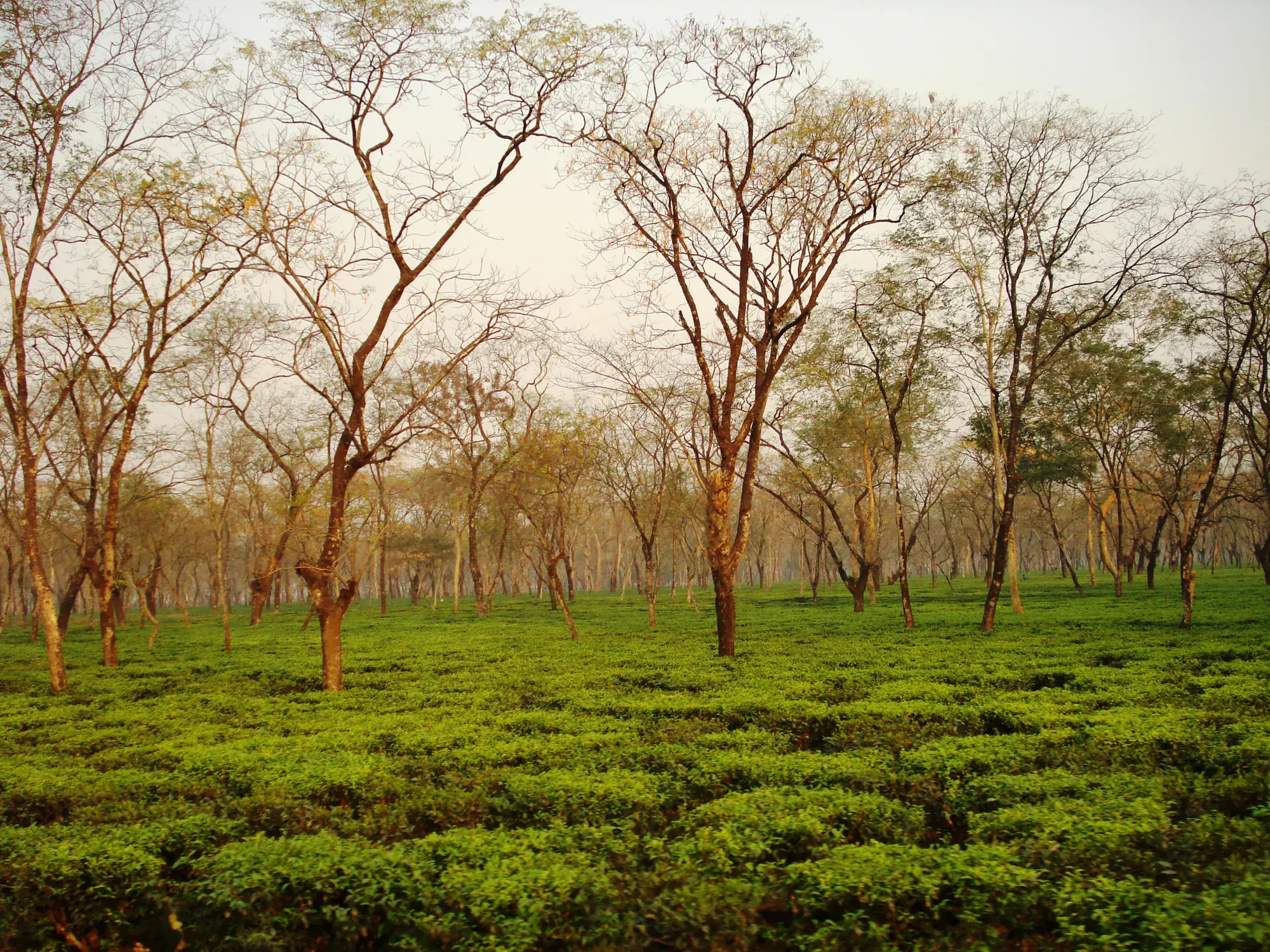 Shade trees above a tea garden in the Dooars