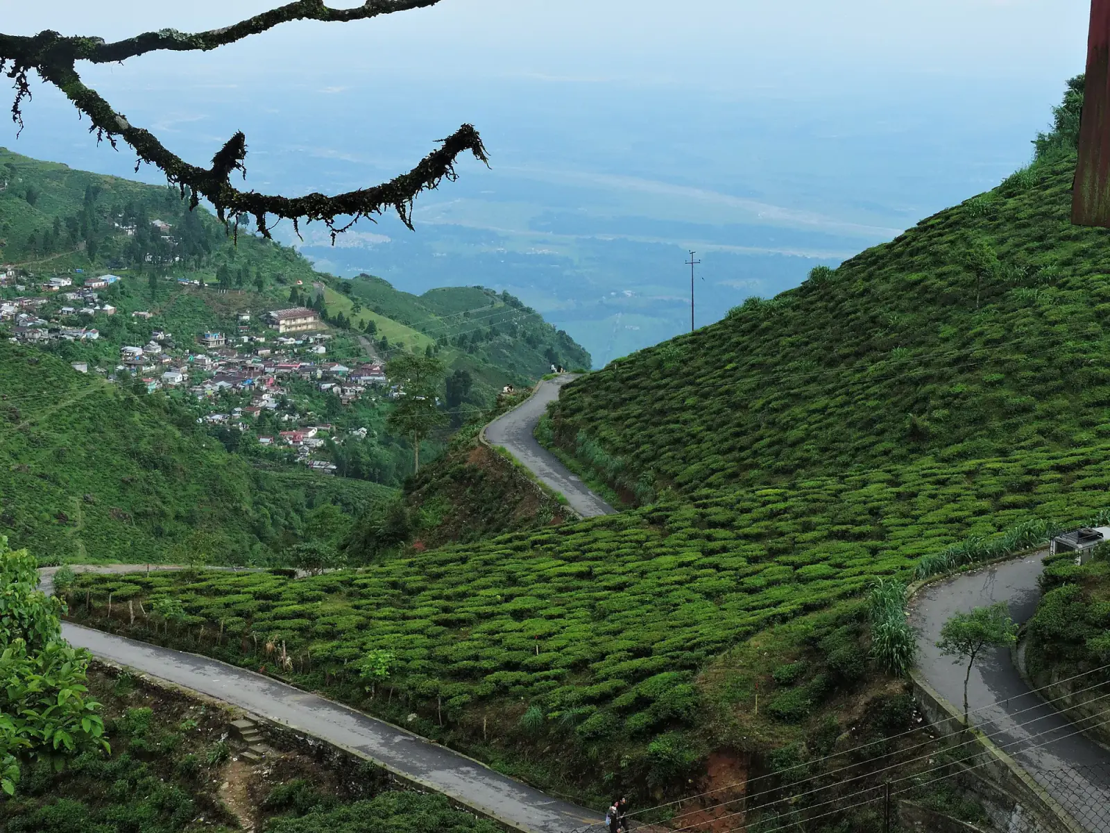 Tea gardens and winding roads on the slopes of Kurseong